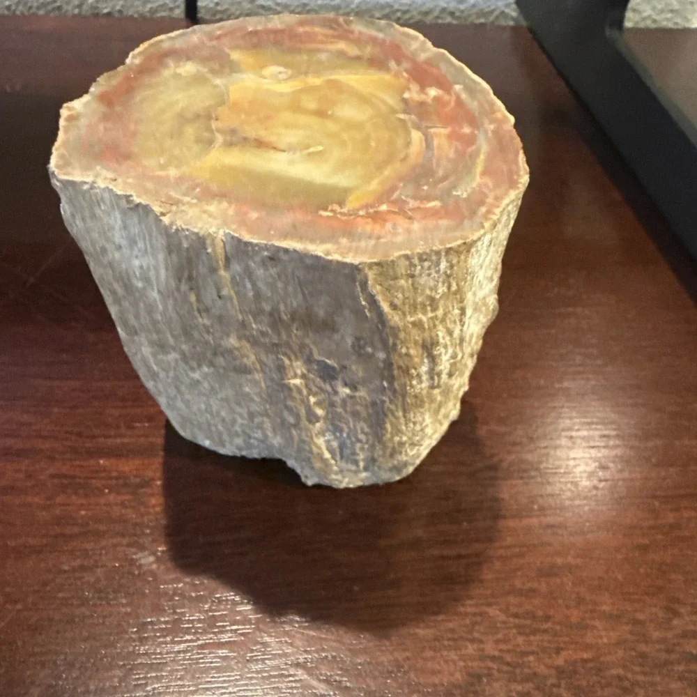 2.1 LB Agatized Petrified Wood Log Fossil Polished Ends Natural Bark Specimen